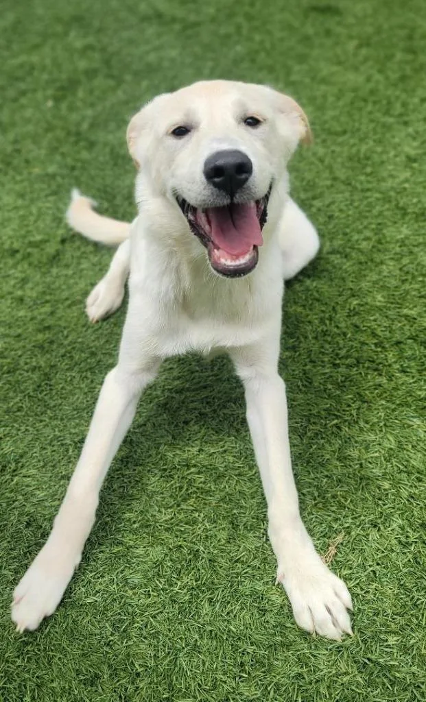 A young large-sized female Labrador Retriever dog named Poptart for adoption in Little Elm, TX