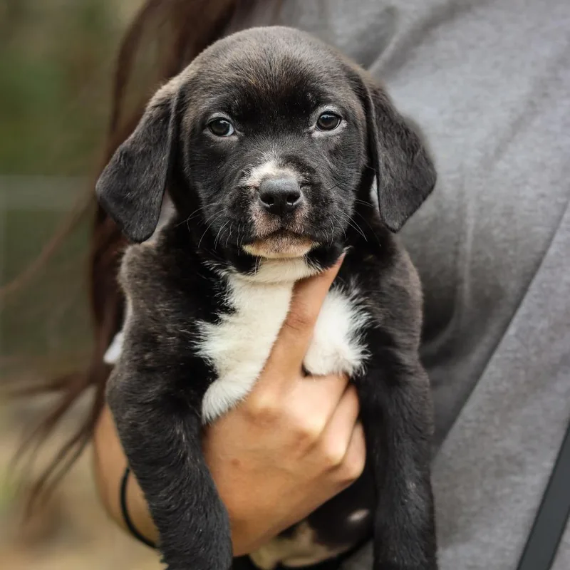 Cocoa thumbnail 2