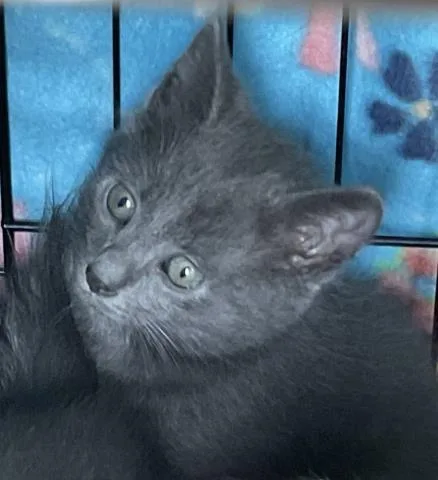 A young small-sized male Domestic Short Hair cat named Hercules for adoption in Ontario, CA