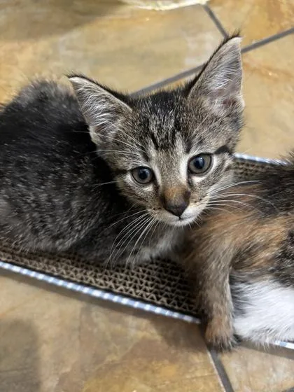 An adult small-sized male Domestic Short Hair cat named Eric for adoption in Saint Anne, IL
