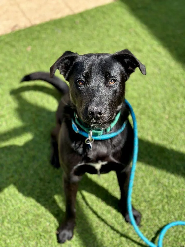 An adult large-sized male Black Mixed Breed dog named Brutus for adoption in Alexandria, VA