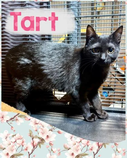 A baby small-sized female Domestic Short Hair cat named Tart for adoption in Wilkesboro, NC