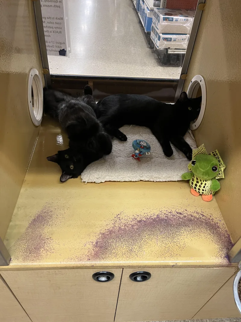 A young medium-sized male Black Bombay cat named Andy & Toby for adoption in Charlotte, NC
