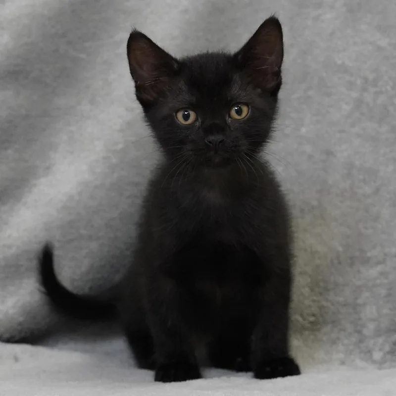A baby small-sized male Black Domestic Short Hair cat named Sarotti for adoption in Sunnyvale, CA