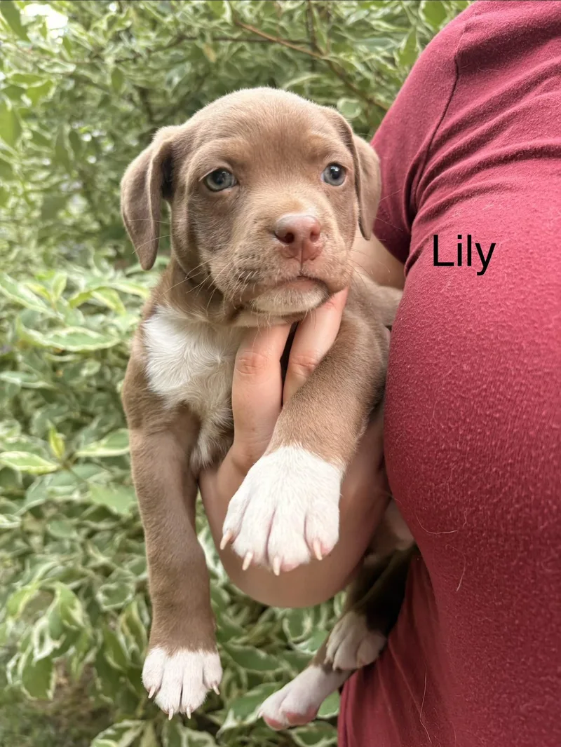 Lily Winner  Local thumbnail 3
