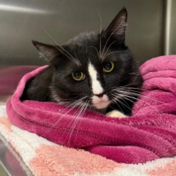 An adult medium-sized male Domestic Short Hair cat named Niccolo for adoption in Los Angeles, CA