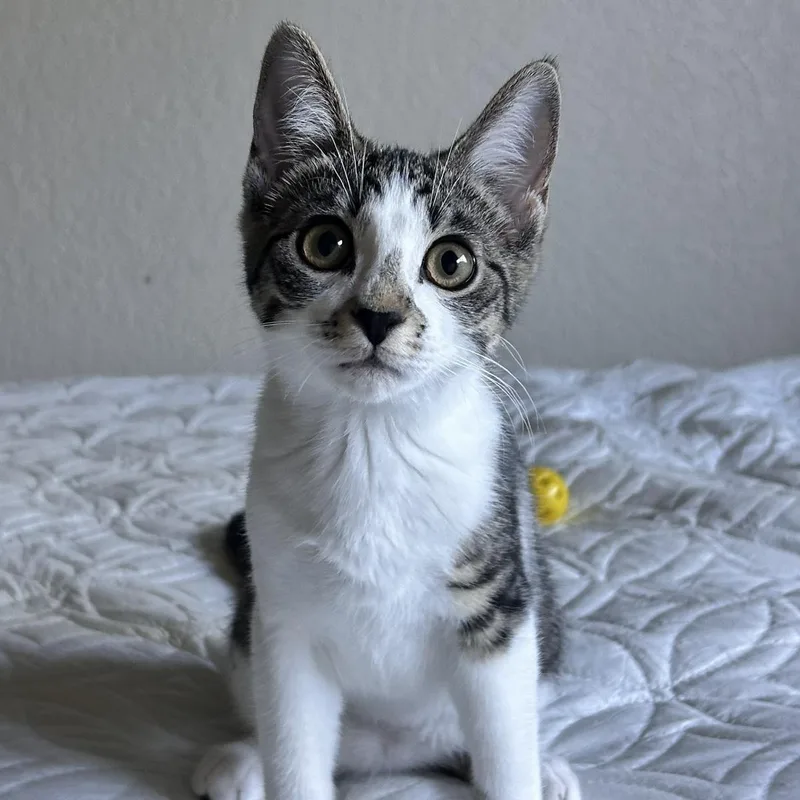 A baby medium-sized female Domestic Short Hair cat named Easter for adoption in Lincoln, CA