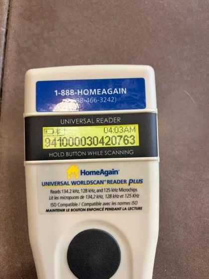 An adult large-sized male Domestic Short Hair cat named Milo for adoption in New Orleans, LA