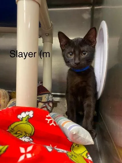 A baby small-sized male Domestic Short Hair cat named Slayer for adoption in Hobart, IN