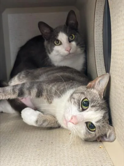 A young small-sized male Domestic Short Hair cat named Pretty Boy for adoption in Hagerstown, MD