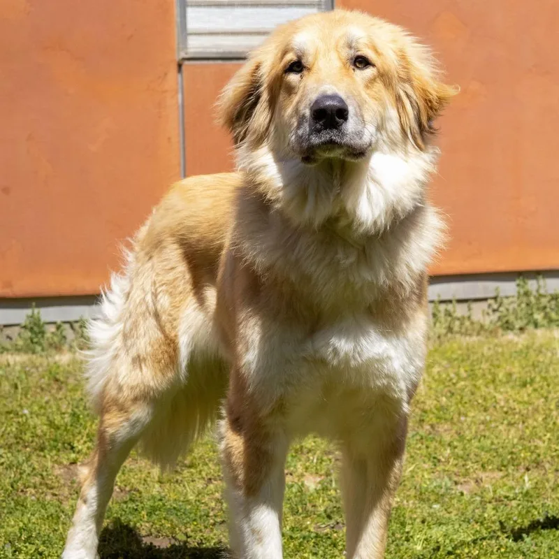 A young large-sized female Great Pyrenees dog named Ellie for adoption in Point Richmond, CA