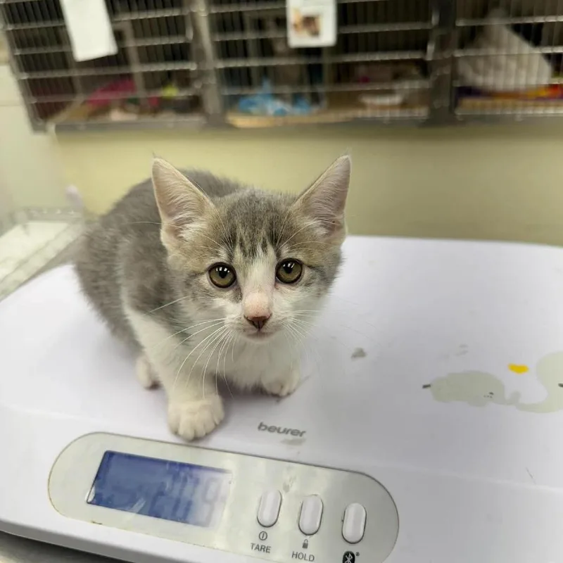 A baby small-sized female Domestic Short Hair cat named Marlow _ for adoption in Bastrop, TX