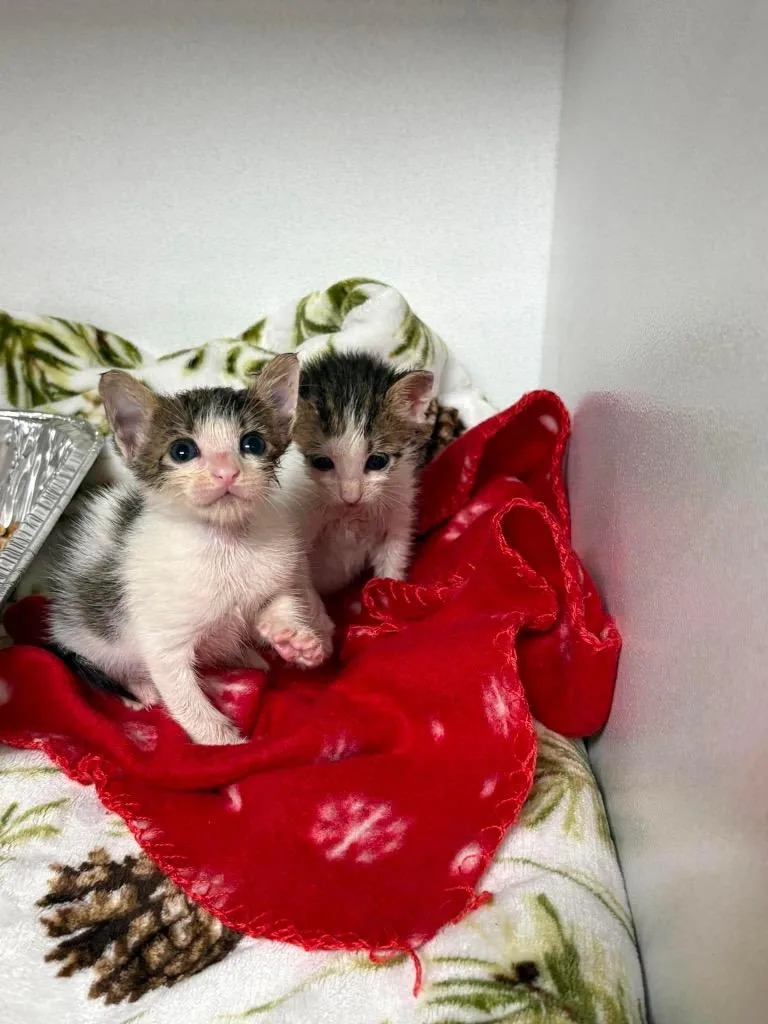 A baby medium-sized female Domestic Short Hair cat named Saint for adoption in Sorrento, LA