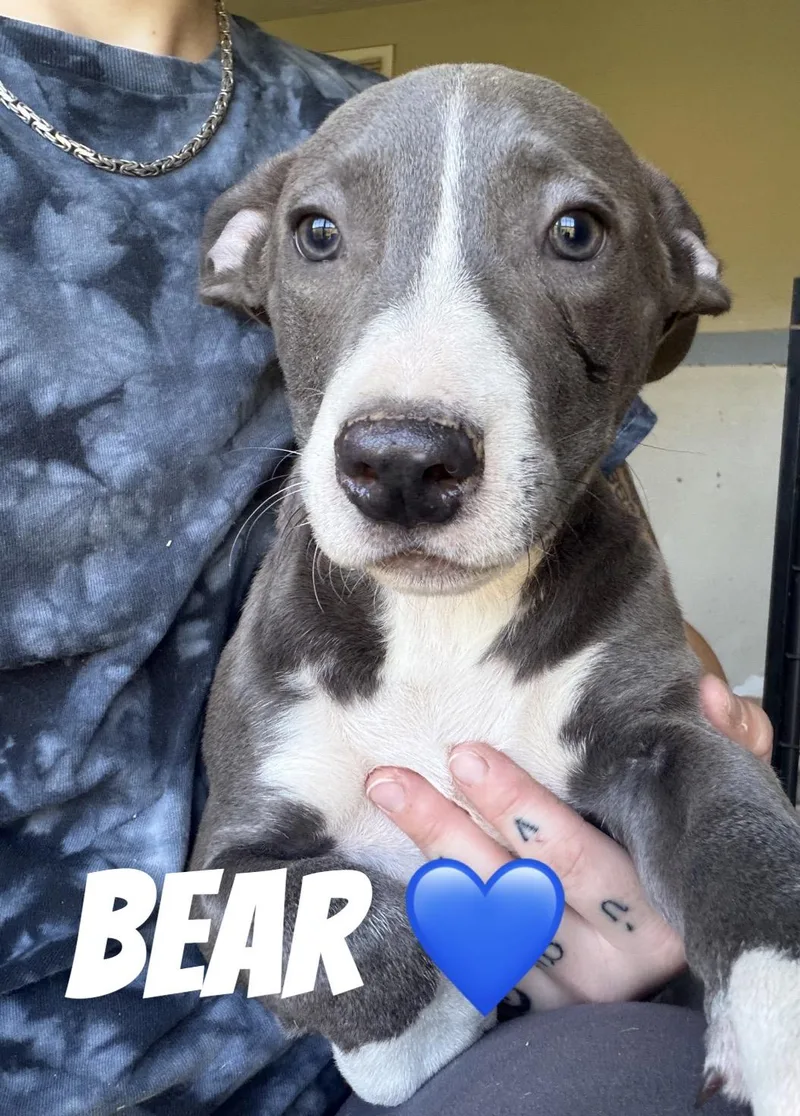 A baby large-sized male Gray / Blue / Silver Pit Bull Terrier dog named Bear for adoption in Felton, PA