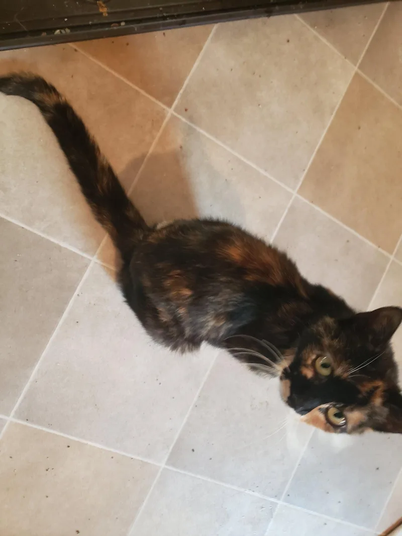 A young medium-sized female Domestic Short Hair cat named Mila for adoption in Cuyahoga Falls, OH
