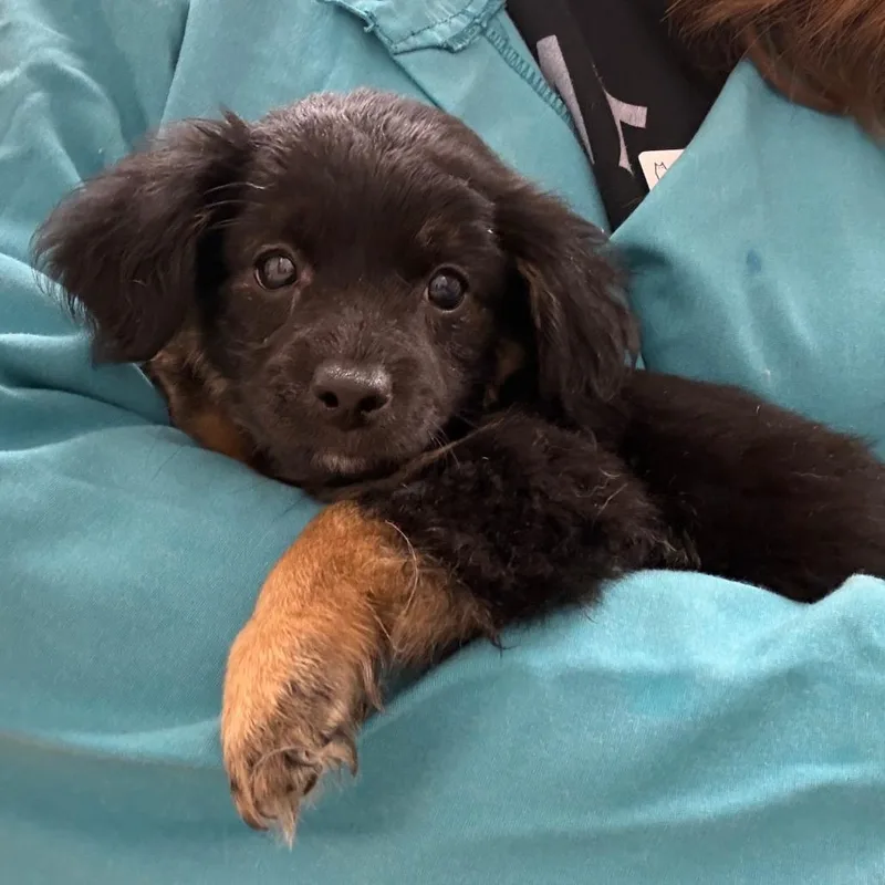 A baby small-sized female Black Havanese dog named Sully for adoption in Springfield, MA
