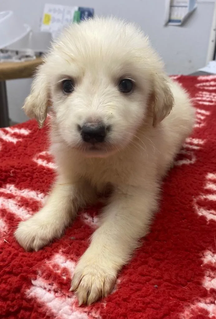 A baby small-sized male Affenpinscher dog named Breeze for adoption in Lockhart, TX
