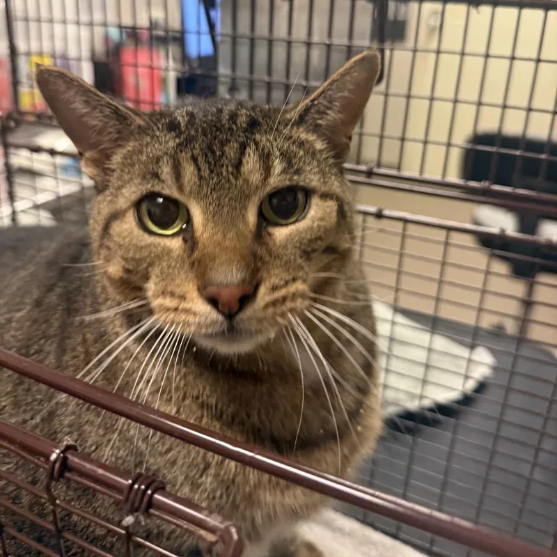 A senior extra large-sized male Brown / Chocolate Domestic Short Hair cat named Steven for adoption in Chicago, IL