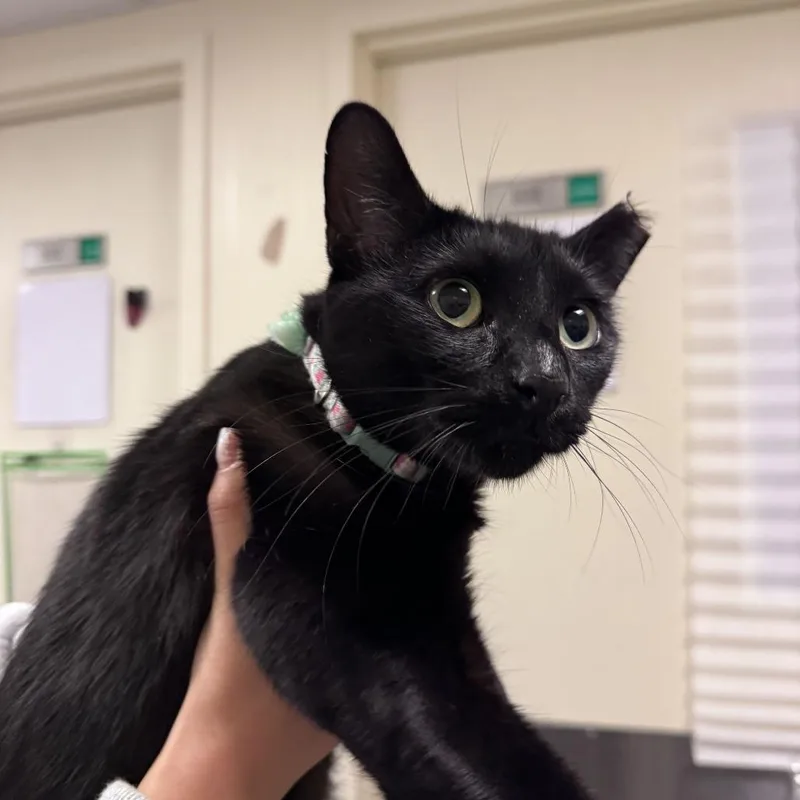 A young medium-sized female Black Domestic Short Hair cat named FiFi for adoption in Chicago, IL