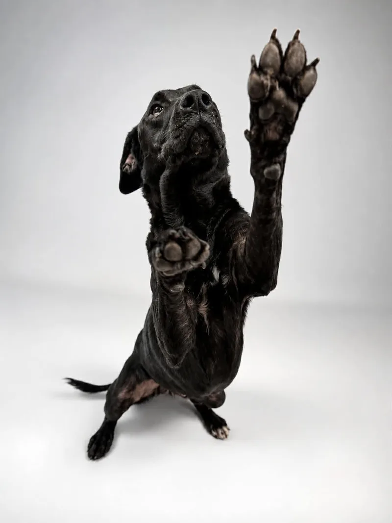 An adult medium-sized female Black Labrador Retriever dog named Carolina for adoption in Shelbyville, KY