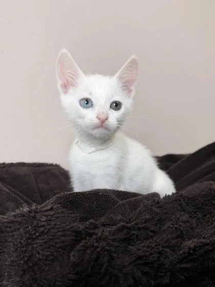 An adult small-sized male Domestic Short Hair cat named Qtip for adoption in Barnesville, GA
