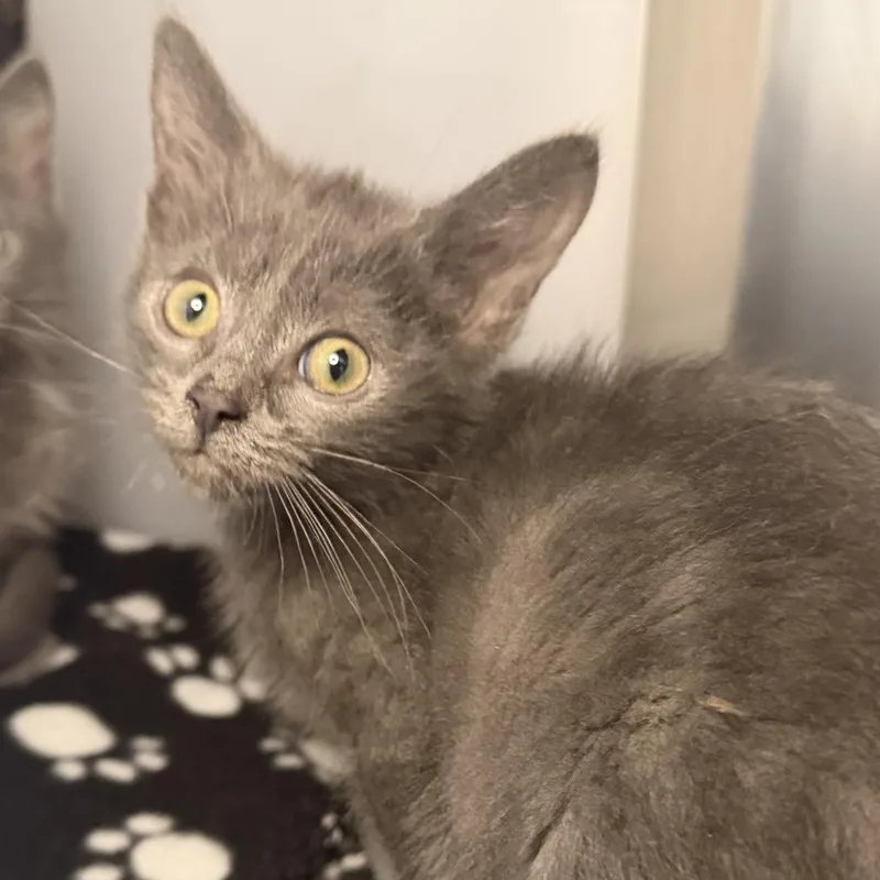 A baby small-sized female Domestic Short Hair cat named Sailor Moon for adoption in Los Angeles, CA