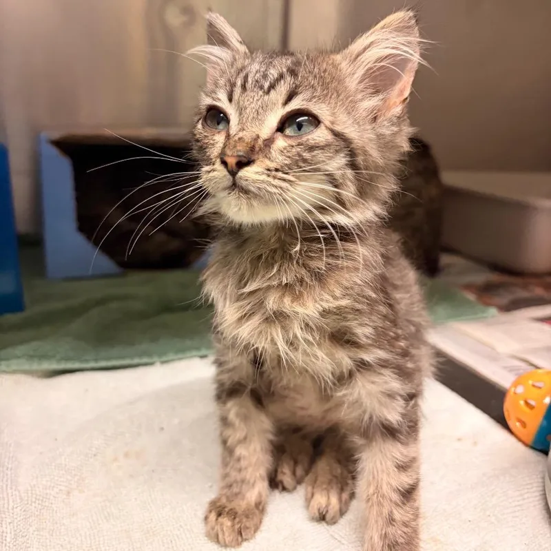 A baby small-sized male Brown / Chocolate Domestic Medium Hair cat named Benson Boone for adoption in Concord, NC