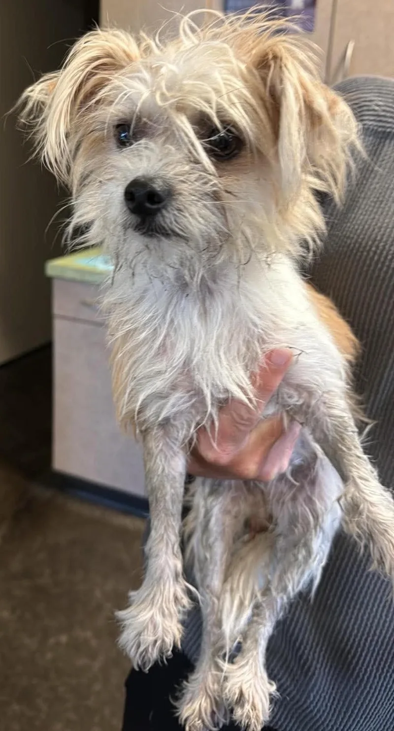 An adult small-sized female Yorkshire Terrier dog named Found stray: Alice for adoption in Rockwall, TX