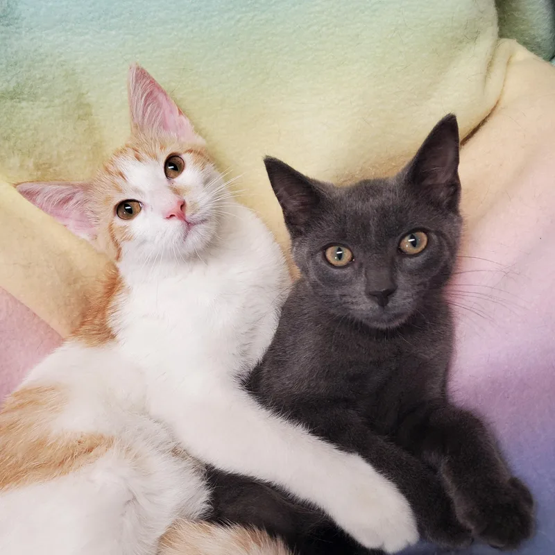 A baby medium-sized female Orange & White Domestic Short Hair cat named Junipurr & Hawkeye for adoption in Marseilles, IL