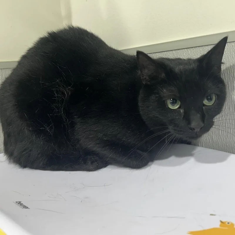 An adult medium-sized male Black Domestic Short Hair cat named Jax for adoption in Clearwater, FL