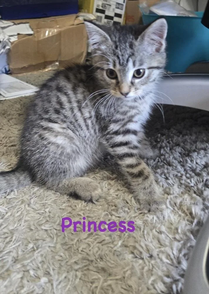 A baby small-sized female Domestic Short Hair cat named Princess for adoption in Telford, PA