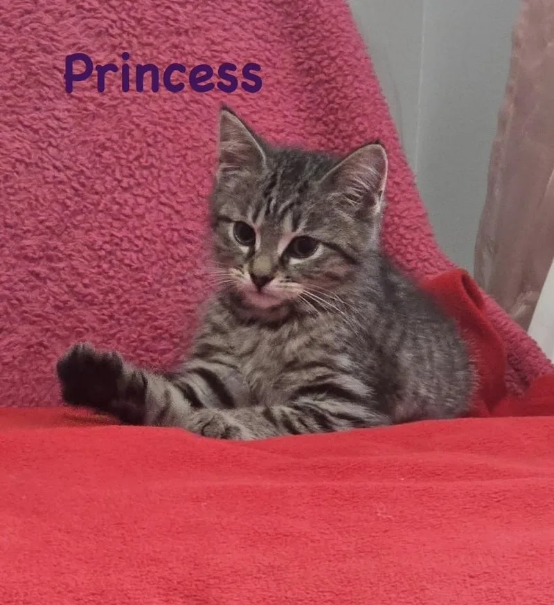 Princess thumbnail 2