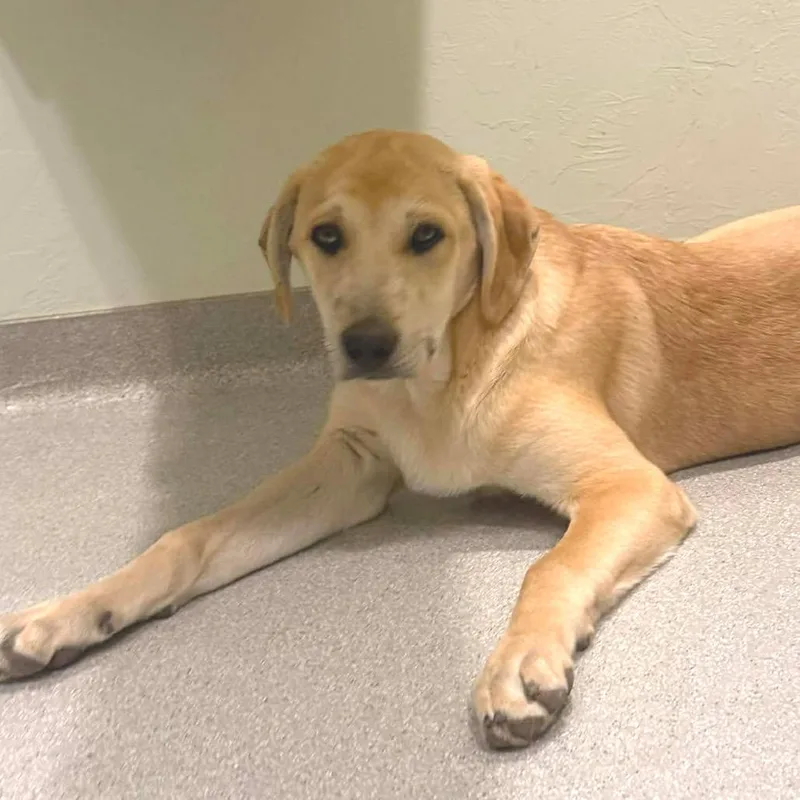 A baby medium-sized male Golden Mixed Breed dog named Waylon for adoption in Oxford, ME
