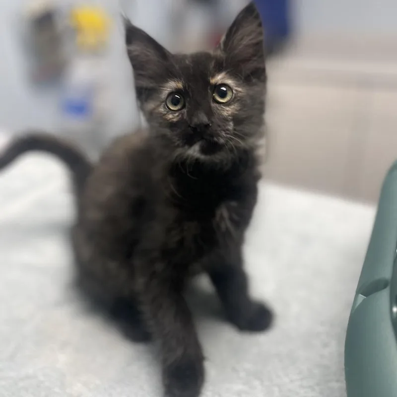 A baby small-sized female Tortoiseshell Domestic Medium Hair cat named Sugarplum for adoption in Riverside, CA