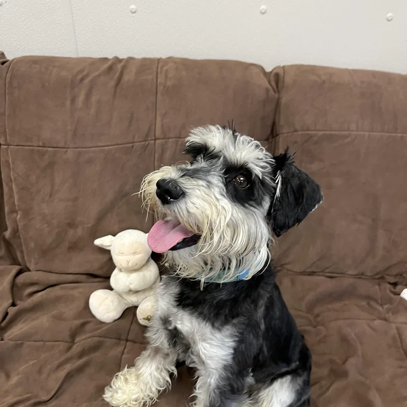 A young small-sized male Tricolor (Brown, Black, & White) Miniature Schnauzer dog named Oscar for adoption in Farmington, MO