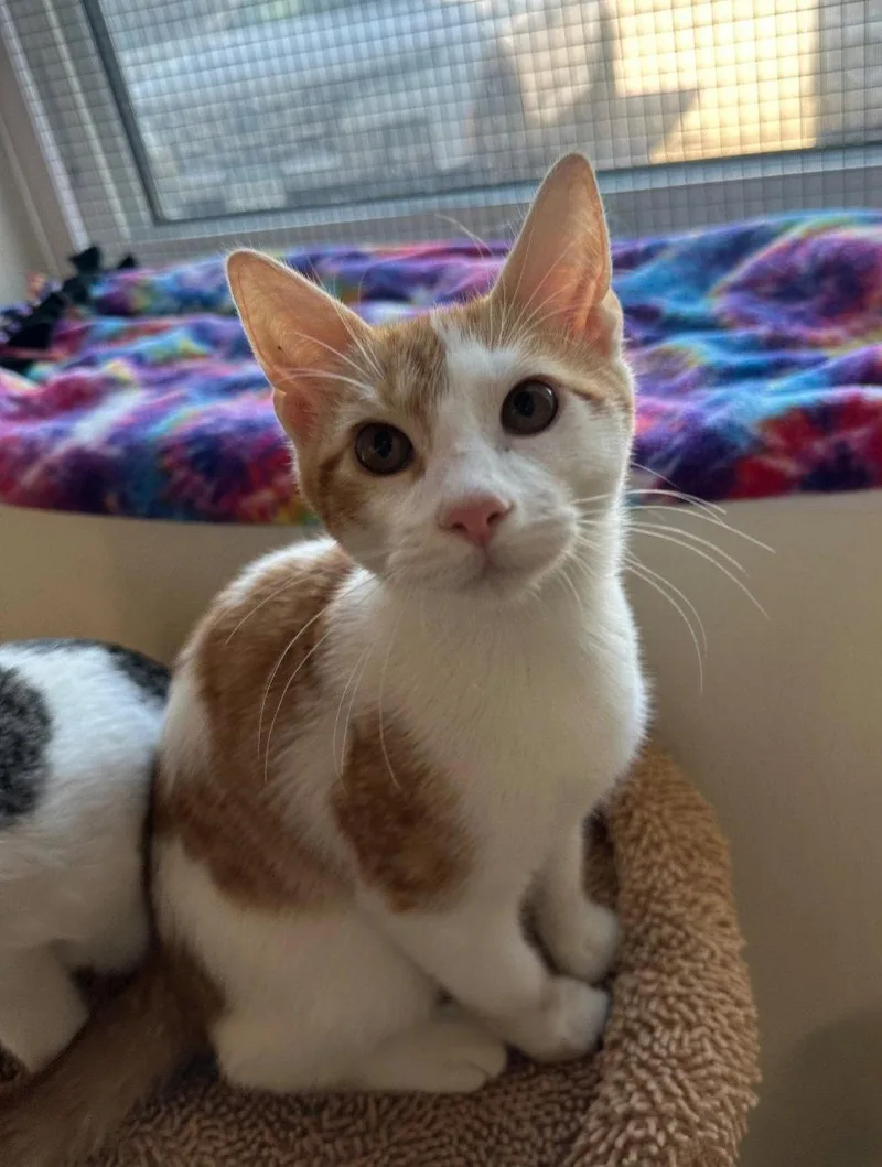 A young medium-sized male Orange & White Domestic Short Hair cat named Patrick for adoption in Williamsburg, IA