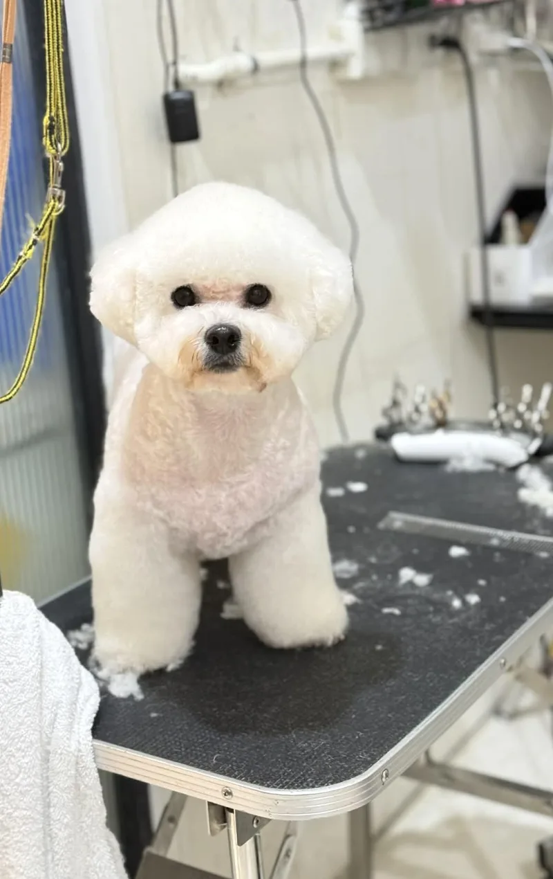 Phoebe thumbnail 2