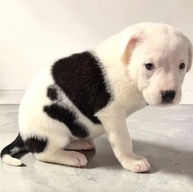A baby medium-sized female Border Collie dog named Haleigh for adoption in Allen, TX