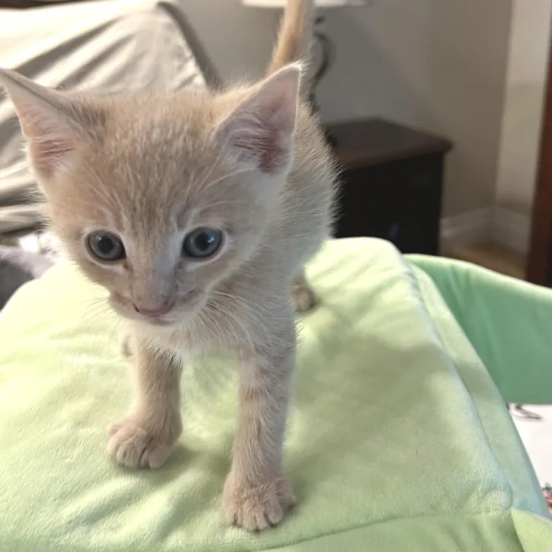 A baby small-sized male Orange / Red Domestic Short Hair cat named Auto for adoption in San Pedro, CA