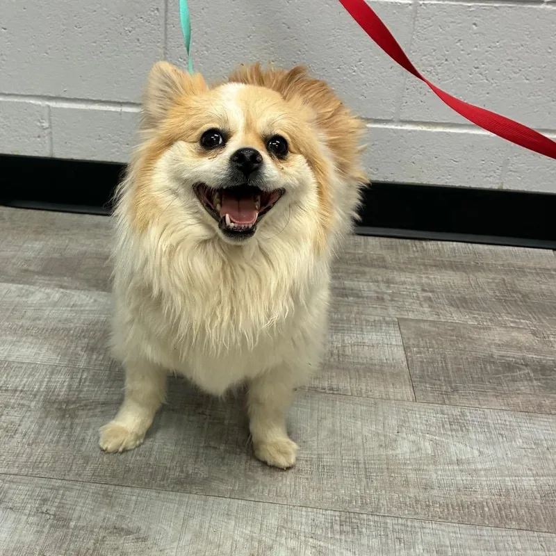 An adult small-sized male White / Cream Pomeranian dog named Katsuki Bakugo for adoption in Amarillo, TX