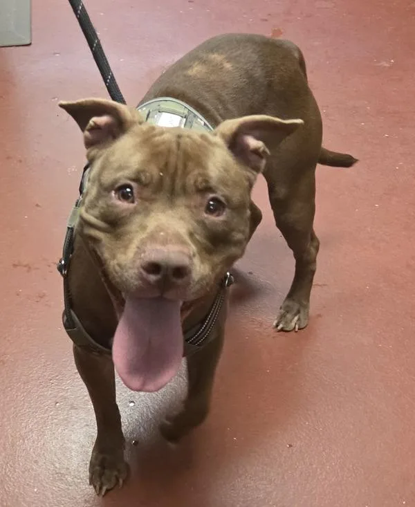 An adult large-sized female Pit Bull Terrier dog named Luna for adoption in Salisbury, MD