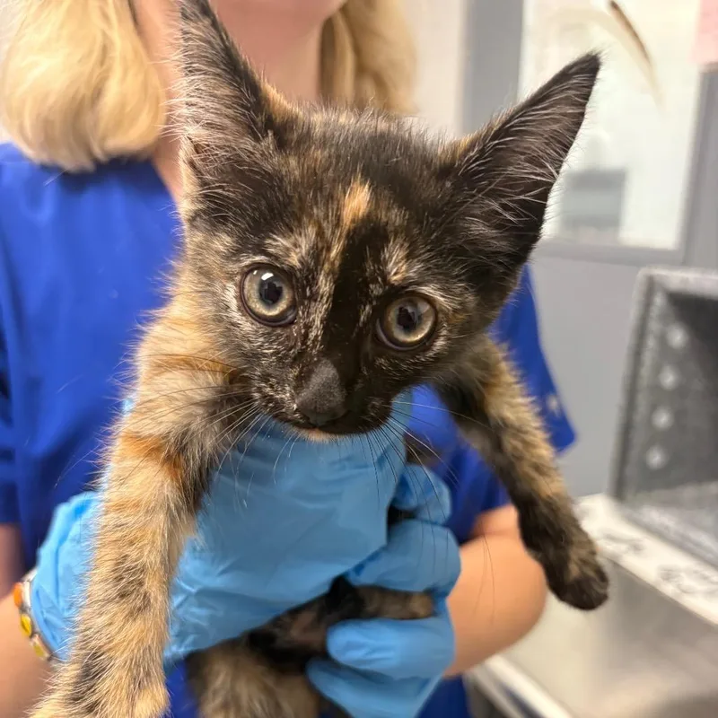 A baby small-sized female Black Domestic Short Hair cat named Polly Pocket for adoption in Greenville, SC