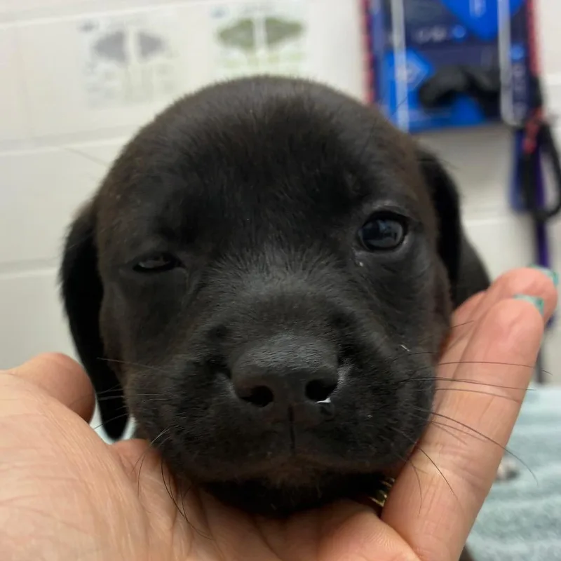 A baby small-sized female Black Labrador Retriever dog named Betta for adoption in Corpus Christi, TX