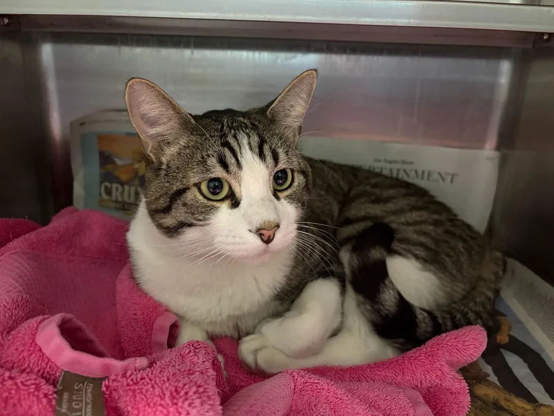 A young medium-sized male Domestic Short Hair cat named Angel for adoption in Chatsworth, CA