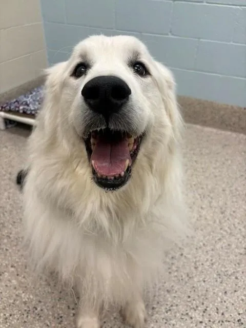 An adult large-sized female Great Pyrenees dog named Lilo for adoption in Brighton, CO
