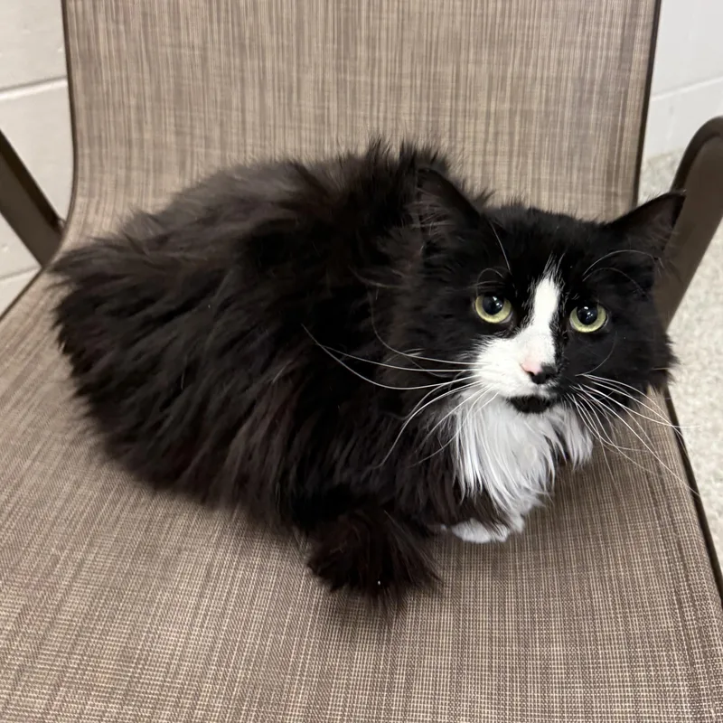 An adult small-sized female Domestic Long Hair cat named Sloan for adoption in Kearney, NE
