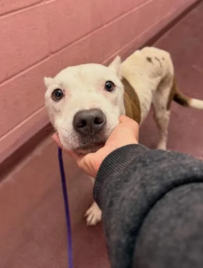 A senior medium-sized male White / Cream Pit Bull Terrier dog named Noble for adoption in Austin, TX