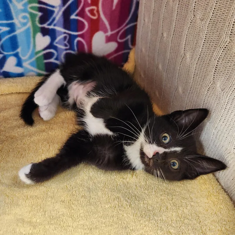 A baby small-sized female Black Domestic Short Hair cat named Thalia for adoption in Naples, FL