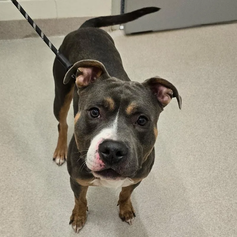An adult medium-sized male Tricolor (Brown, Black, & White) Pit Bull Terrier dog named Waffles for adoption in Amityville, NY