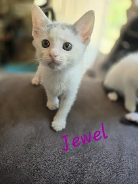 A baby medium-sized female Domestic Short Hair cat named Jewel for adoption in Madison, GA